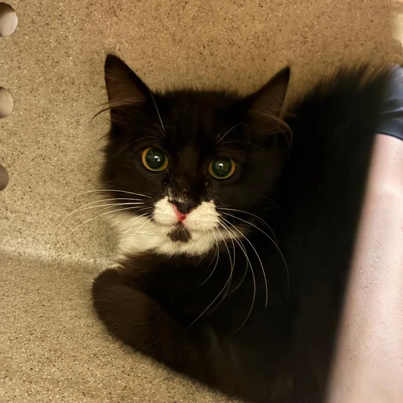 A young medium-sized female Black Domestic Medium Hair cat named Ellia for adoption in Bryan, TX