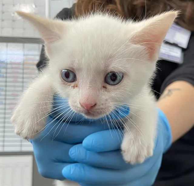 A baby medium-sized female Domestic Short Hair cat named Nebula for adoption in Dallas, TX