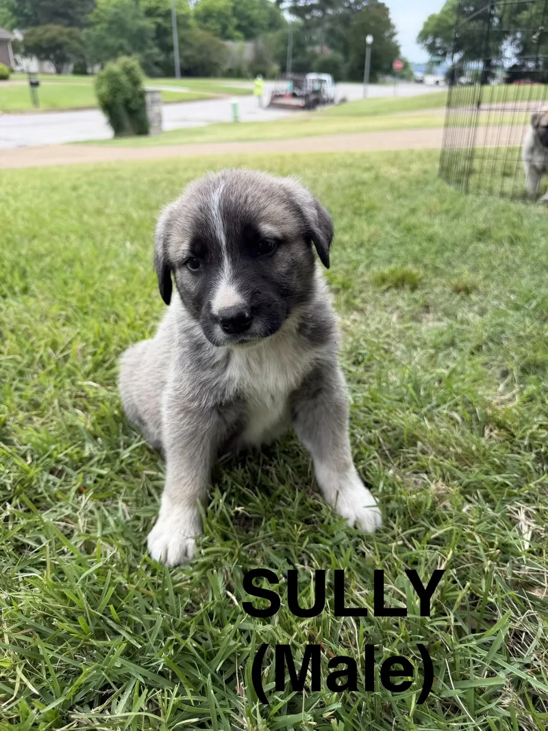Sully thumbnail 4
