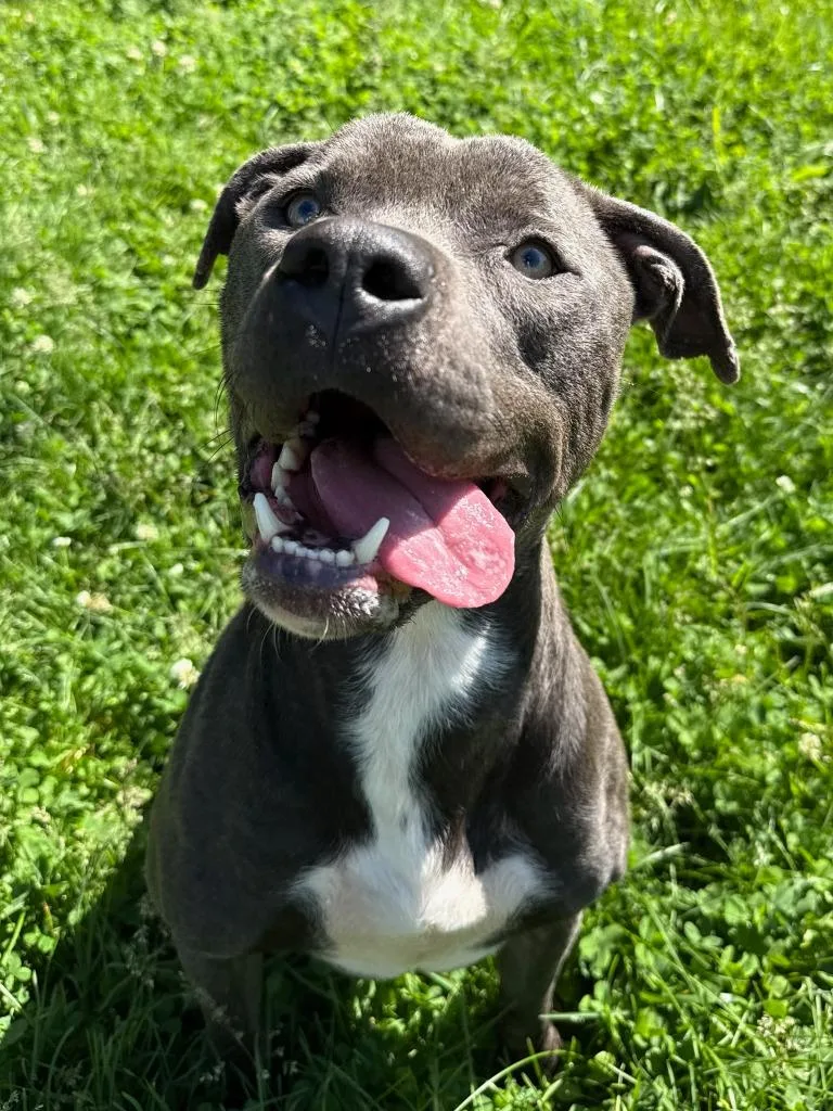 A young medium-sized male Pit Bull Terrier dog named Hamilton for adoption in La Porte, IN