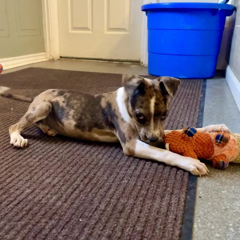 A baby small-sized female Brindle Rat Terrier dog named Cleo for adoption in Metamora, MI