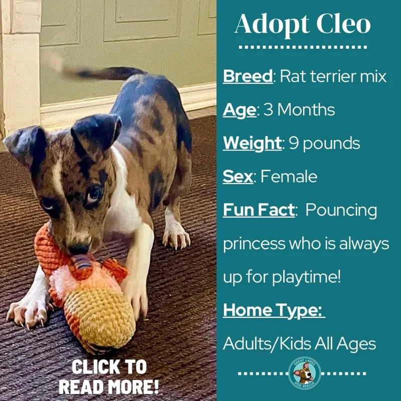 Cleo thumbnail 6