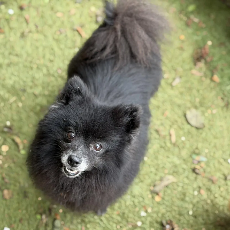 An adult small-sized female Pomeranian dog named Judge Judy for adoption in Garland, TX