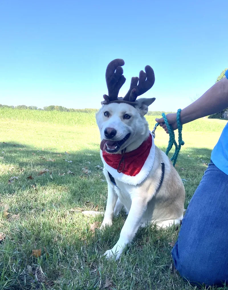 An adult medium-sized female Husky dog named Destiny Momma Dolittle for adoption in Andover, MA