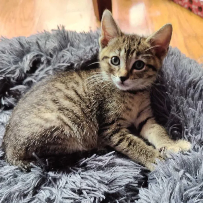 A young small-sized female Brown / Chocolate Domestic Short Hair cat named Trini for adoption in Houston, TX