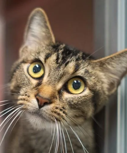An adult medium-sized female Domestic Short Hair cat named Gigglemug for adoption in Encinitas, CA