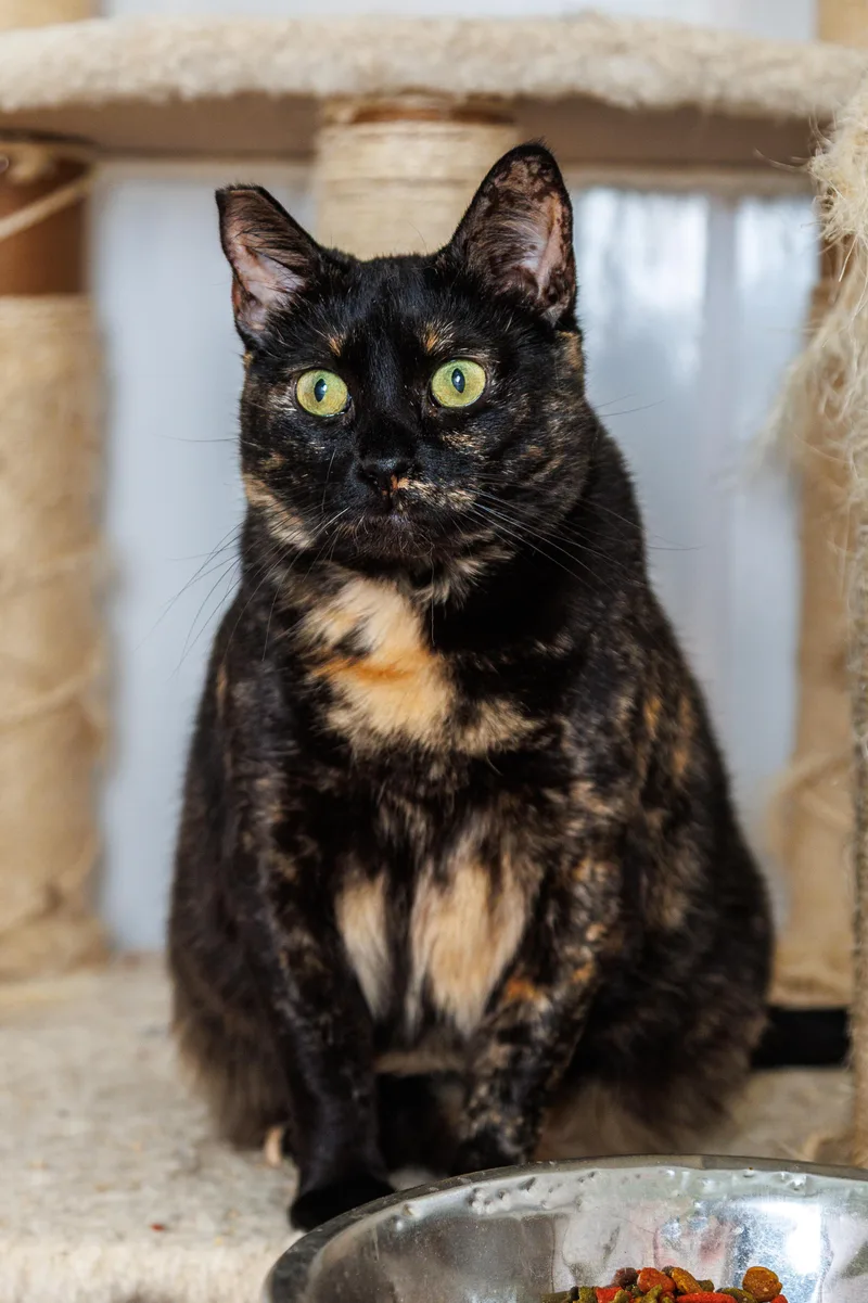 A young medium-sized female Domestic Short Hair cat named Jennie for adoption in Chester Springs, PA