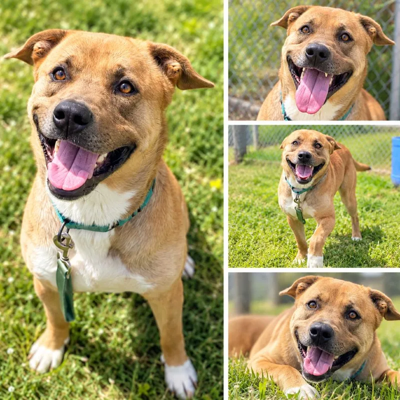 An adult medium-sized male Yellow / Tan / Blond / Fawn Mixed Breed dog named Togo for adoption in Uniontown, PA