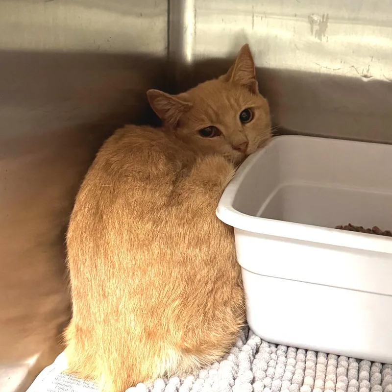 A young small-sized male Orange / Red Domestic Short Hair cat named Jason for adoption in Marion, VA