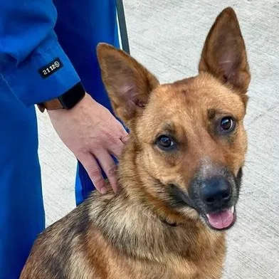 An adult medium-sized female Brown / Chocolate German Shepherd Dog dog named Aline for adoption in Liverpool, TX