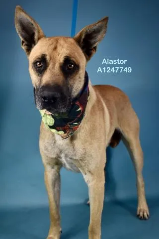 A young medium-sized male Yellow / Tan / Blond / Fawn Shepherd dog named Alastor  Urgent  for adoption in Thousand Oaks, CA