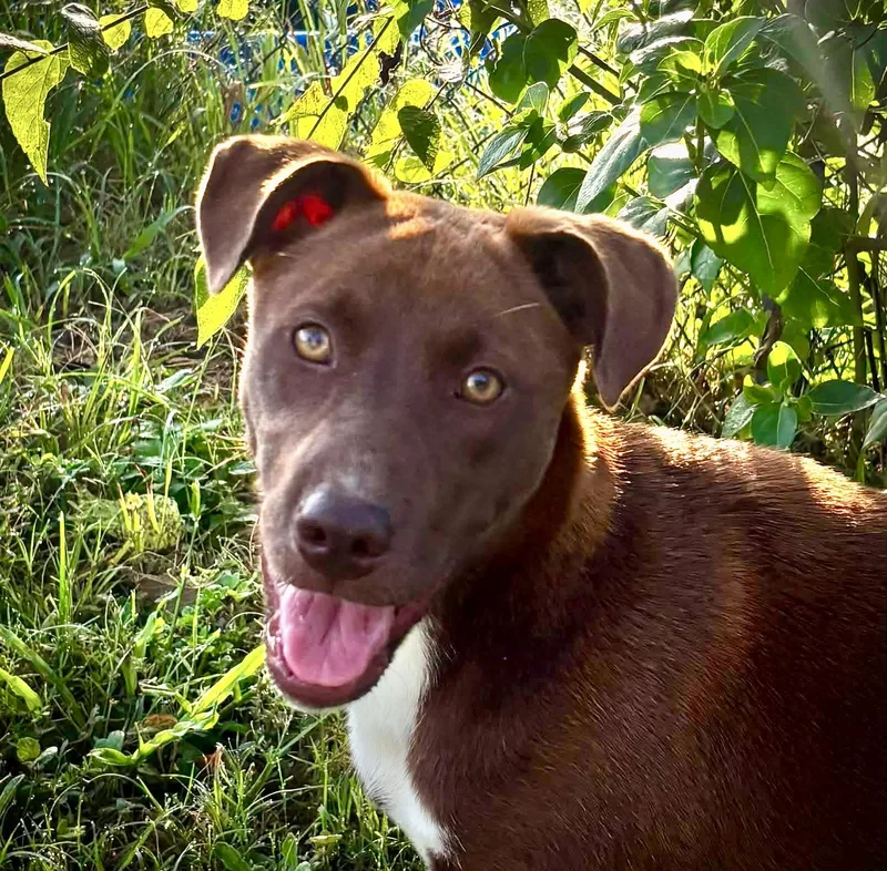 A young medium-sized female White / Cream Australian Cattle Dog / Blue Heeler dog named Duchess for adoption in Austin, TX