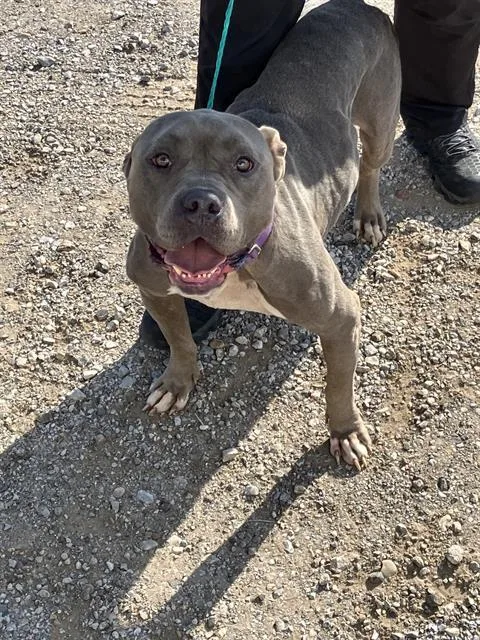 An adult large-sized male Mixed Breed dog named Bo for adoption in Dallas, TX
