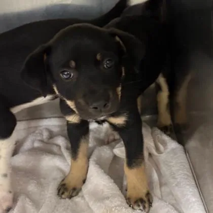 A baby large-sized female Mixed Breed dog named Lenny for adoption in Munster, IN
