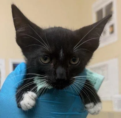A baby small-sized male Domestic Short Hair cat named Java Chip for adoption in Honolulu, HI