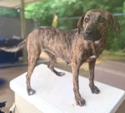 An adult medium-sized female Labrador Retriever dog named Romy for adoption in Madison, NJ