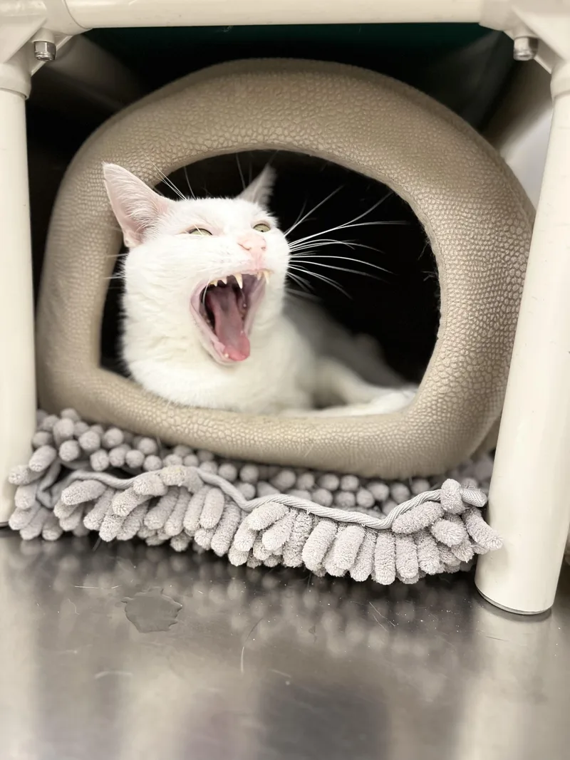 A senior medium-sized female Domestic Short Hair cat named Khaleesi for adoption in Greenwich, CT