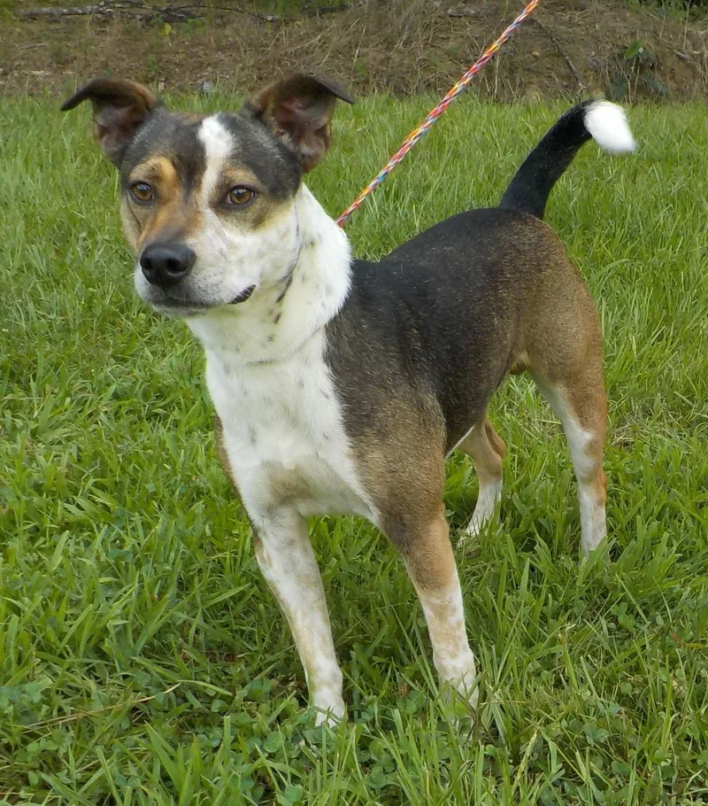 An adult medium-sized male Terrier dog named Joe for adoption in Wetumpka, AL