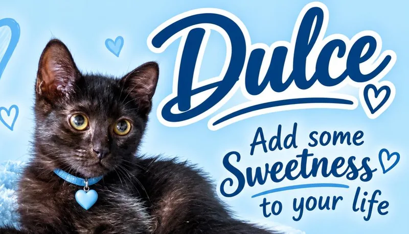 A young medium-sized male Black Domestic Short Hair cat named Dulce for adoption in Bethpage, NY