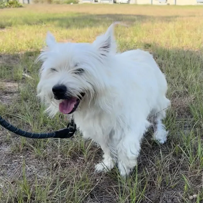 A senior small-sized female White / Cream West Highland White Terrier / Westie dog named Lucy for adoption in Englewood, FL