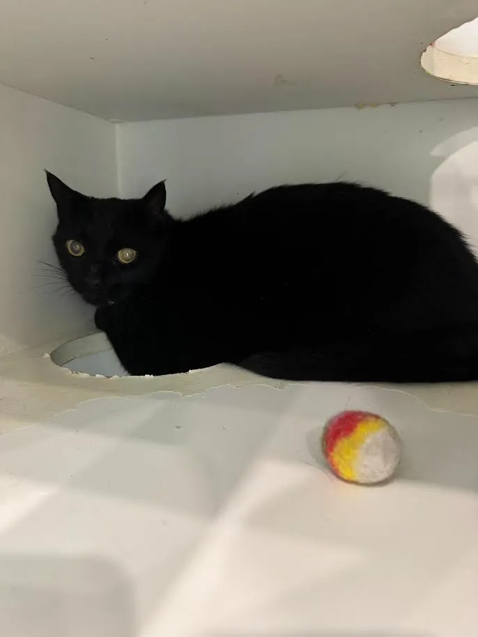 A senior small-sized male Domestic Short Hair cat named Mistifer for adoption in Lunenburg, VT