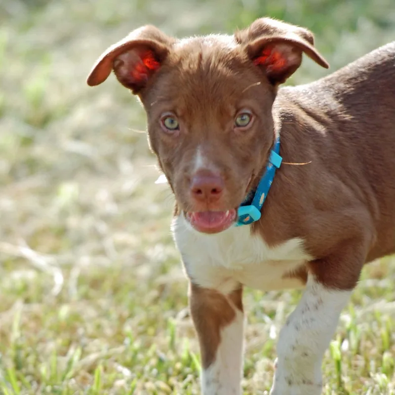 A baby large-sized male Brown / Chocolate Pit Bull Terrier dog named Duke for adoption in Madisonville, TX