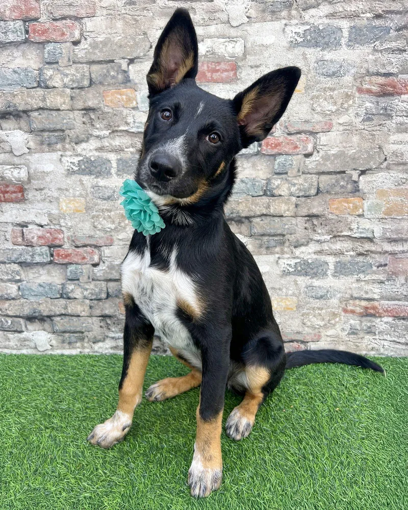 A baby large-sized female German Shepherd Dog dog named Banjo for adoption in Corona, CA