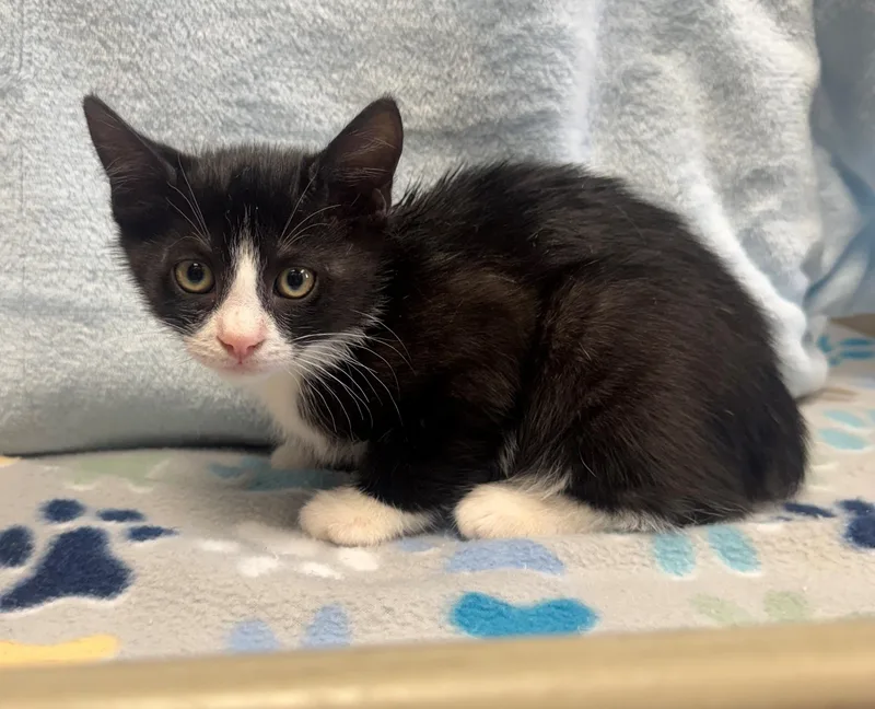A baby medium-sized male Black & White / Tuxedo Domestic Short Hair cat named Habanero for adoption in Edinburg, VA