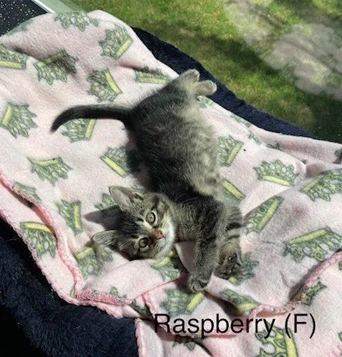 Raspberry thumbnail 2