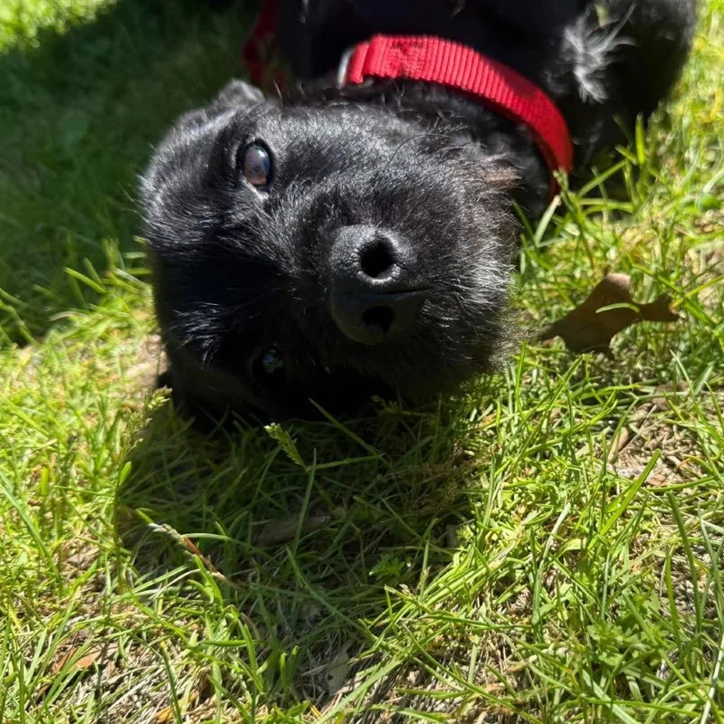 A young small-sized male Black Miniature Dachshund dog named Cupid for adoption in Valparaiso, IN