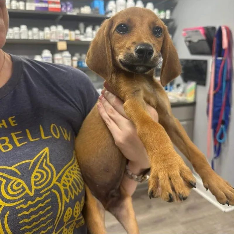 A baby medium-sized male Labrador Retriever dog named Mathew for adoption in Philadelphia, PA