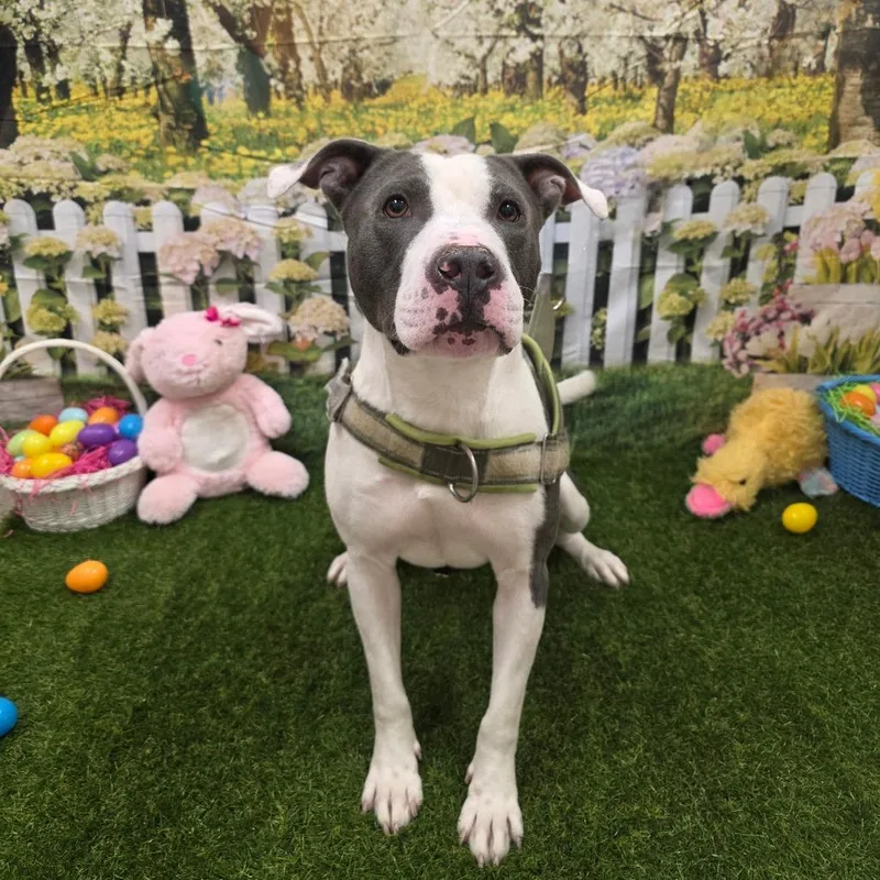 An adult medium-sized male Gray / Blue / Silver Pit Bull Terrier dog named Almond for adoption in Chatham, VA