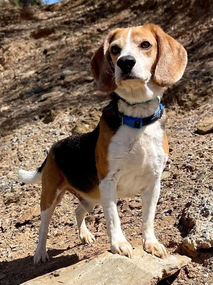 An adult medium-sized male Tricolor (Brown, Black, & White) Beagle dog named Cooper for adoption in Jamestown, CA