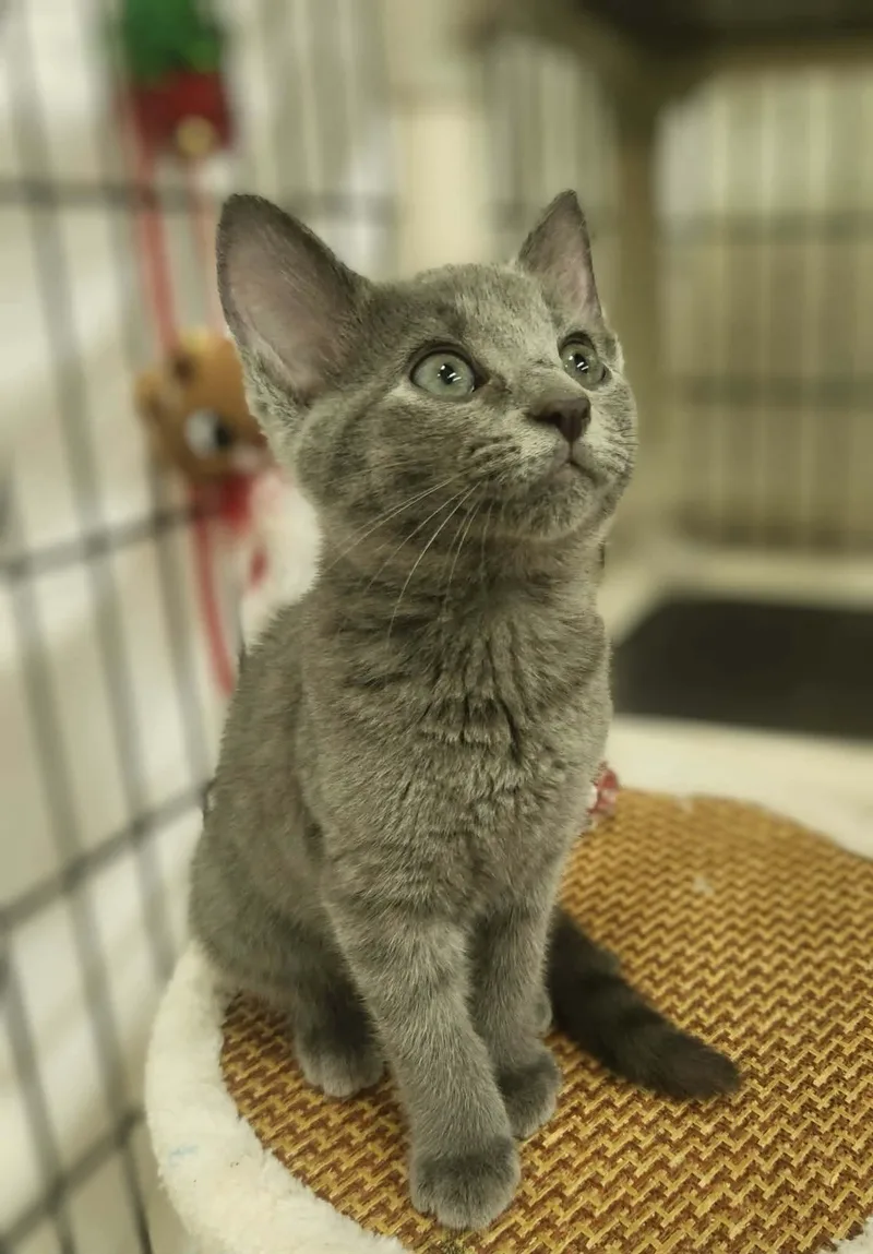 A baby medium-sized female Gray / Blue / Silver Domestic Short Hair cat named Azul for adoption in Social Circle, GA