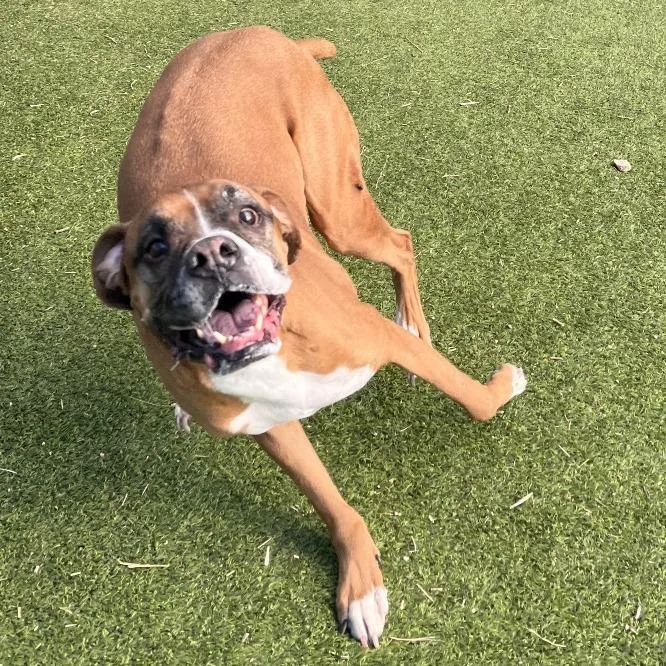 A senior extra large-sized male Yellow / Tan / Blond / Fawn Boxer dog named Hugo for adoption in Flagstaff, AZ