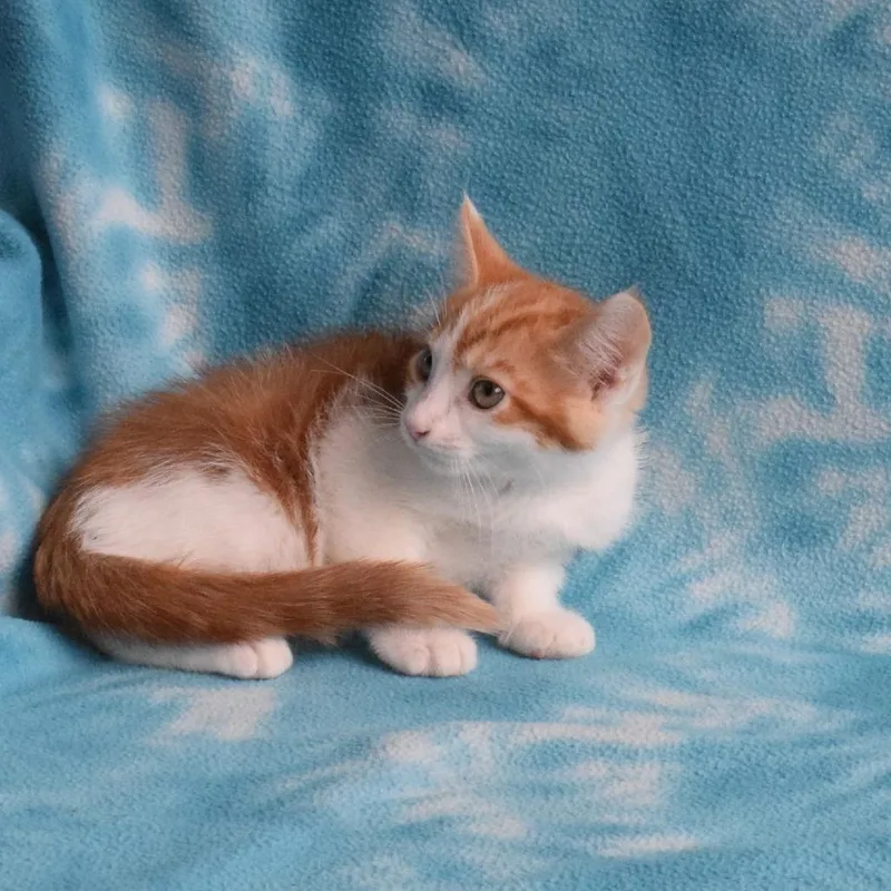 Toulouse thumbnail 3