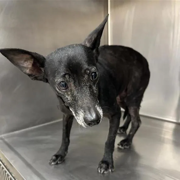 An adult small-sized male Black Rat Terrier dog named Rico for adoption in Austin, TX