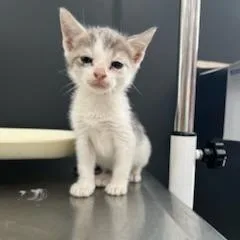 A baby small-sized female Gray / Blue / Silver Domestic Short Hair cat named Jaz for adoption in Livingston, TX