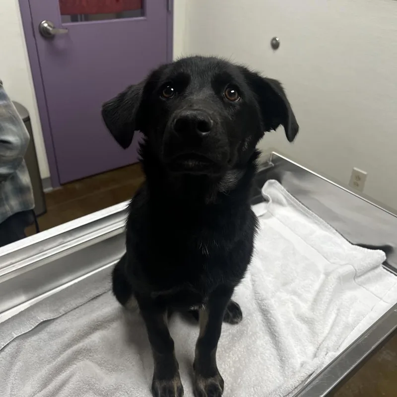 A baby medium-sized female Black Shepherd dog named Olive for adoption in Albuquerque, NM