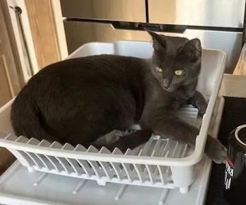 A baby large-sized female Domestic Short Hair cat named Maxine for adoption in Thompson Falls, MT