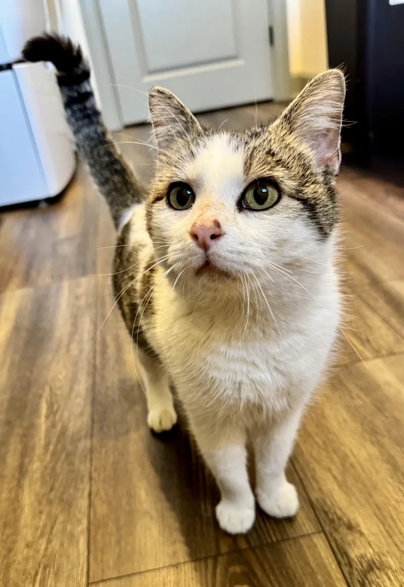 Rosemary thumbnail 2