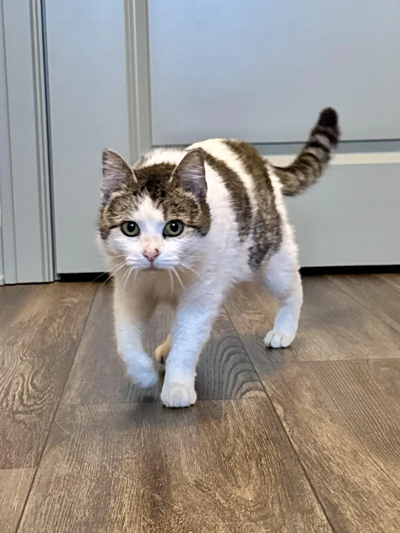 Rosemary thumbnail 3