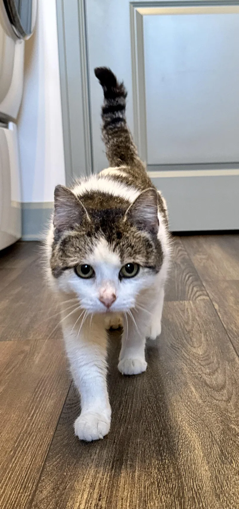 Rosemary thumbnail 4