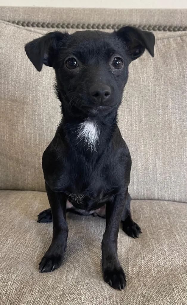 A baby small-sized female Mixed Breed dog named Bologna for adoption in Thousand Oaks, CA