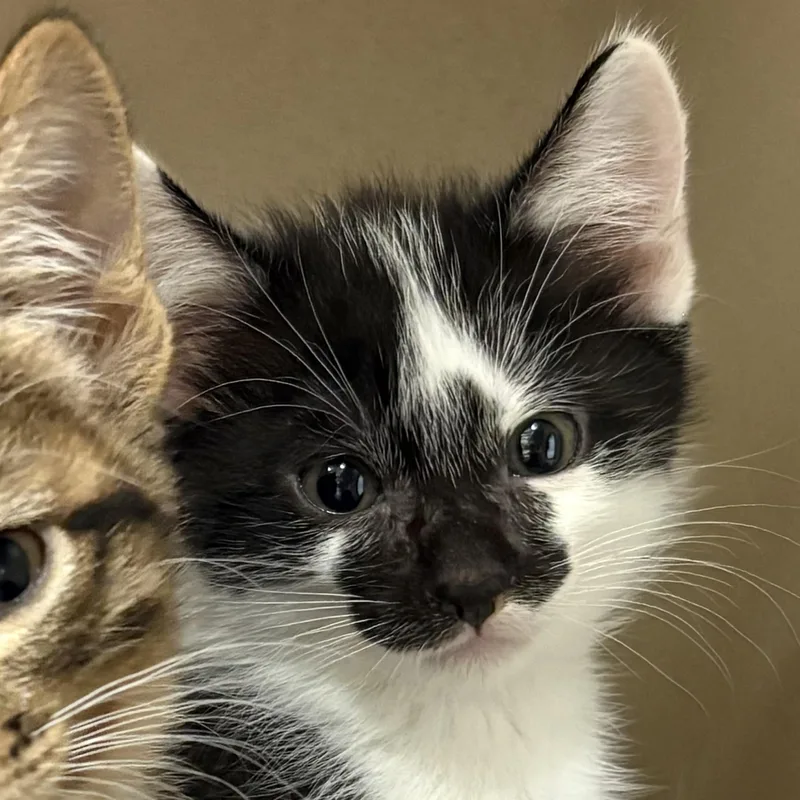 A baby medium-sized male Black & White / Tuxedo Domestic Short Hair cat named Trader Joe's for adoption in Sacramento, CA