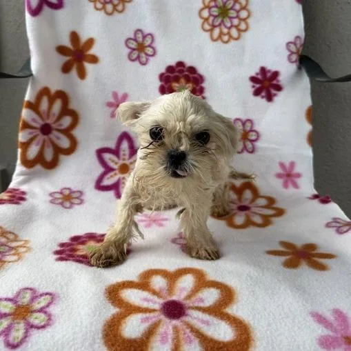 A baby small-sized male White / Cream Shih Tzu dog named Punch for adoption in Carencro, LA
