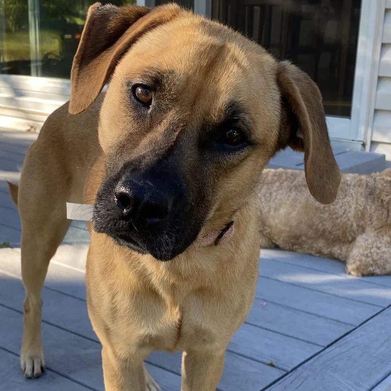 An adult medium-sized female Yellow / Tan / Blond / Fawn Mixed Breed dog named Fresca for adoption in Buffalo, MN