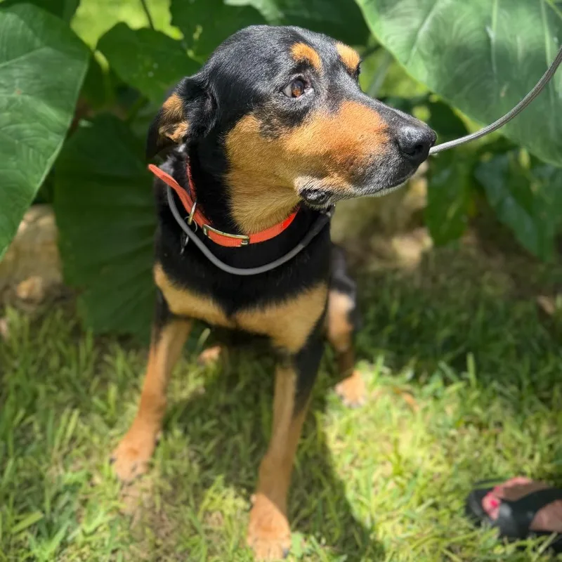 An adult large-sized male Doberman Pinscher dog named Bob for adoption in Pearsall, TX
