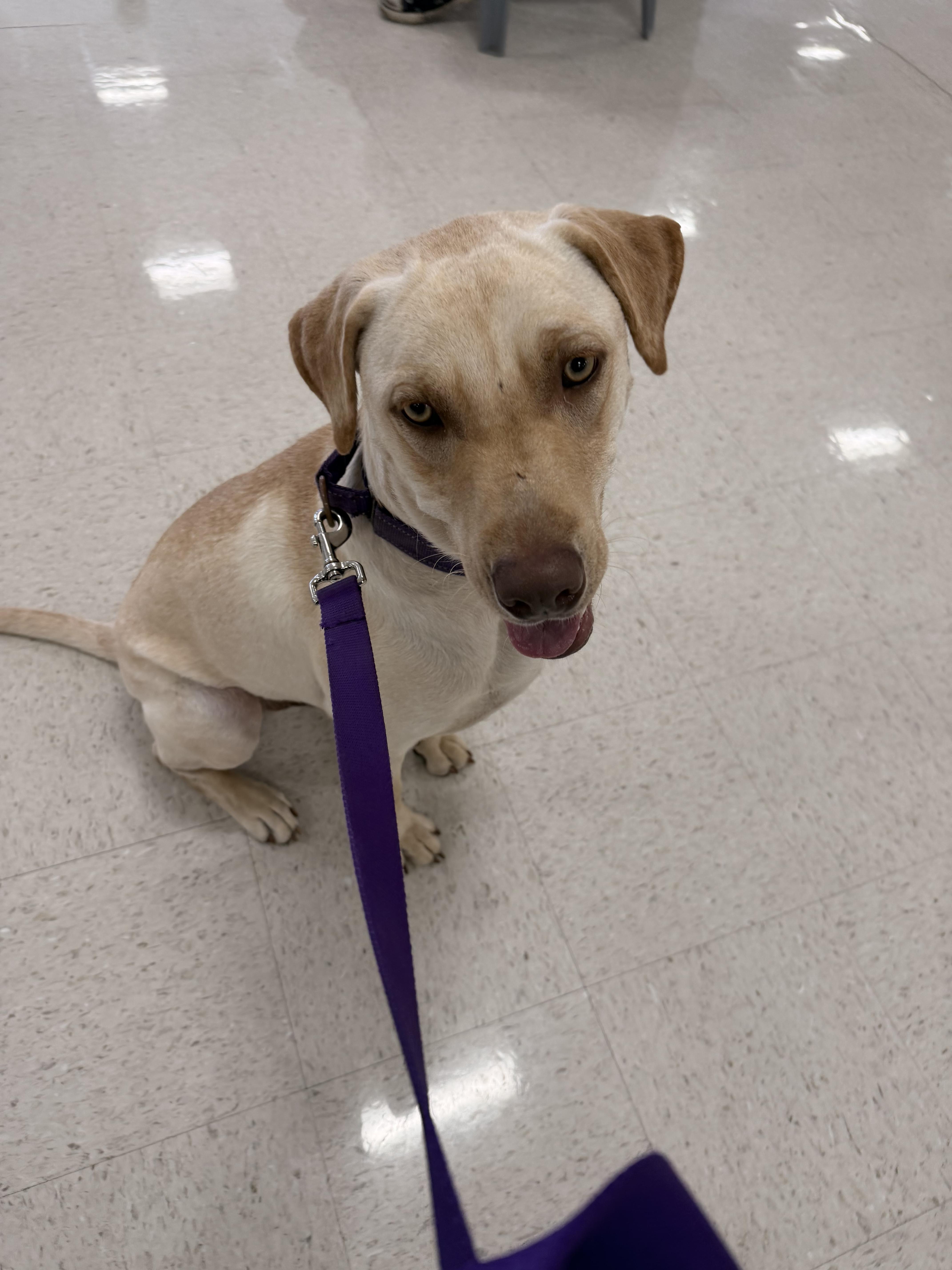 A young medium-sized male Yellow Labrador Retriever dog named Doobie for adoption in Semmes, AL