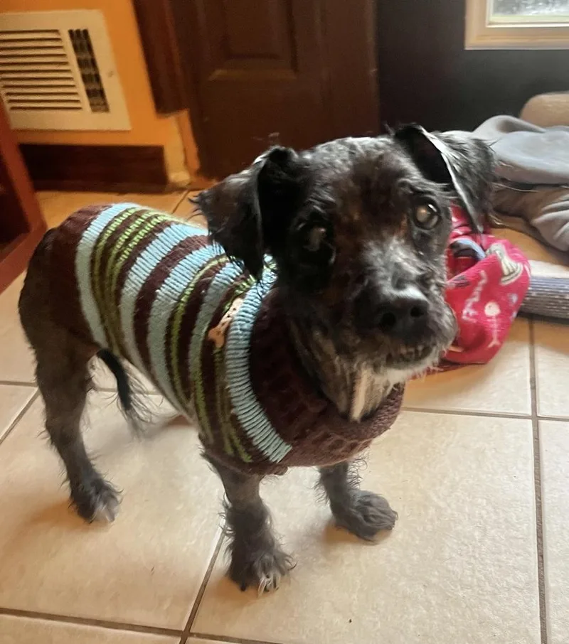 A senior small-sized male Black Terrier dog named Rocko for adoption in Acworth, GA